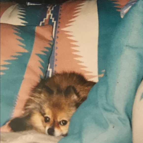 Meet your Posher, Tamara - Picture 4 of 6